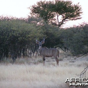 Kudu