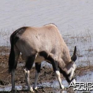 Gemsbok