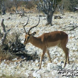 Impala at Etosha