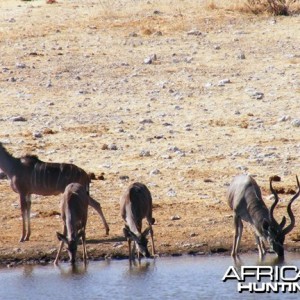 Kudu at Etosha