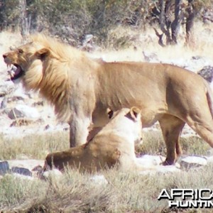 Lion at Etosha