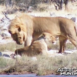 Lion at Etosha