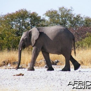 Elephant at Etosha