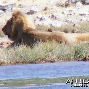 Lion at Etosha