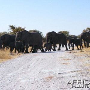 Elephant at Etosha