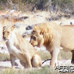 Lion at Etosha