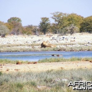 Lion at Etosha