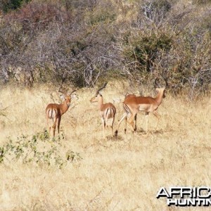 Impala