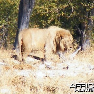 Lion at Etosha