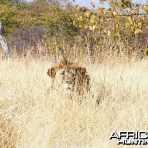 Lion at Etosha