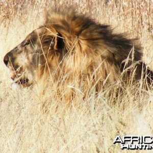 Lion at Etosha