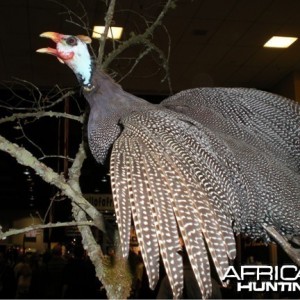 Taxidermy Guineafowl