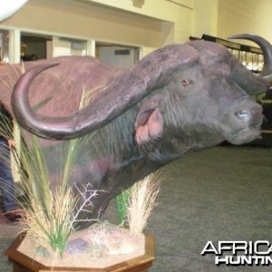 Taxidermy Buffalo