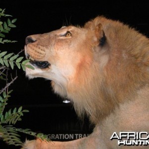 Taxidermy Lion