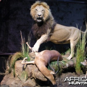 Taxidermy Lion