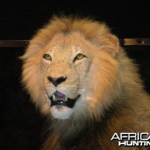 Taxidermy Lion