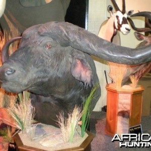 Taxidermy Buffalo