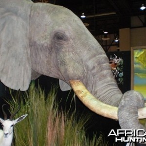 Taxidermy Elephant