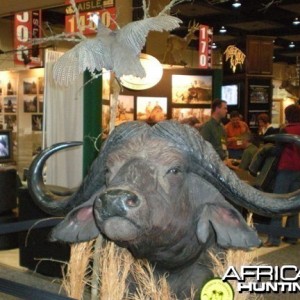 Taxidermy Buffalo