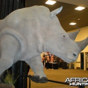 Taxidermy Rhino