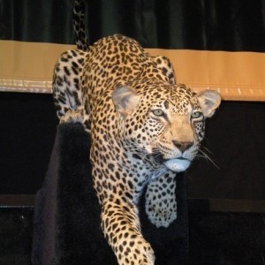 Taxidermy Leopard