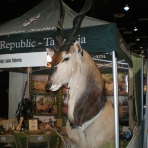 Taxidermy Derby Eland