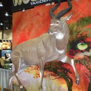 Taxidermy Mountain Nyala