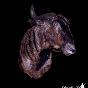 Wildebeest Wall Mount