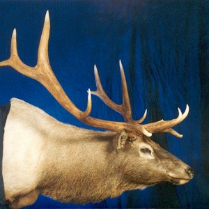 Elk Wall Mount