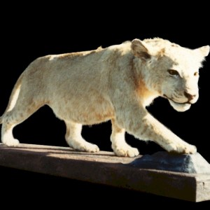 Lioness Mount