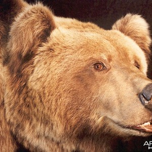 Alaskan Grizzly Bear Mount