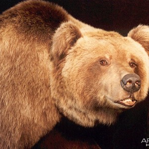 Alaskan Grizzly Bear Mount