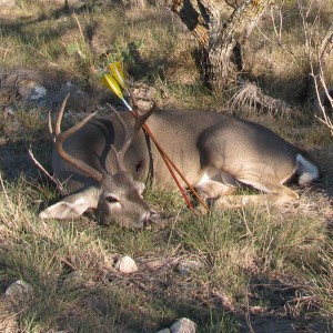 Bowhunting Deer