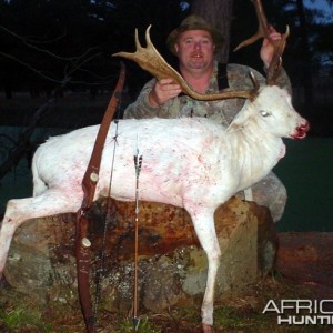 Bowhunting Fallow Deer