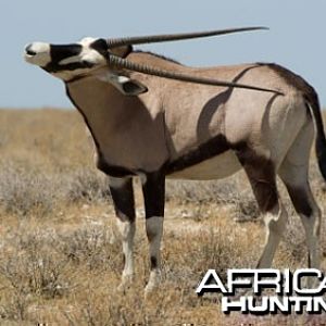 Gemsbok / Oryx