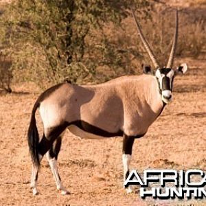 Gemsbok / Oryx