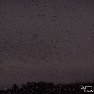 Snow geese