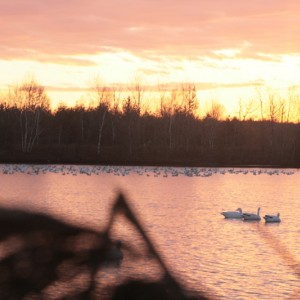 Snow geese