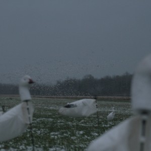 Some snow geese