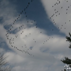 Snow geese