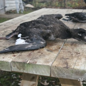 My first White-winged Scoter