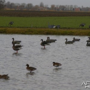 French Hunting Style - Spread