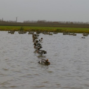 French Hunting Style - Eurasian Wigeons