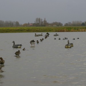 French Hunting Style - Green-winged Teal