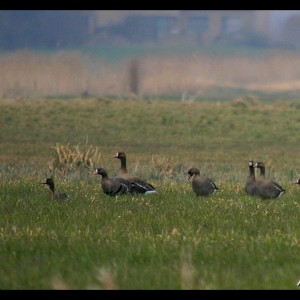 Specks in France