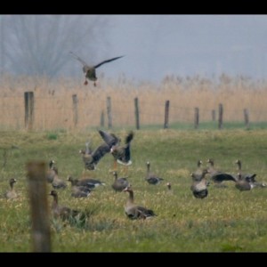 Specks in France