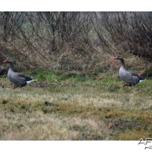 Greylag Goose