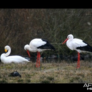 Whooper Swan and White Stork