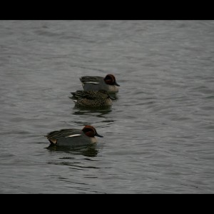 Green-Winged Teal