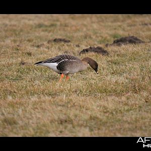 Bean Goose